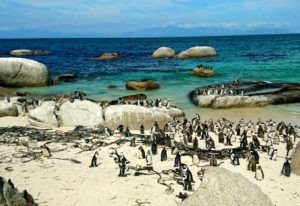 ケープペンギンの生息地と住処：南アフリカのケープ地方の海岸