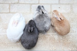 ミニウサギの寿命：寿命１４年、平均寿命は１０～１２年