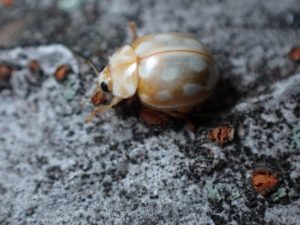 てんとう虫の寿命と一生：ムーアシロホシテントウの平均寿命：２か月