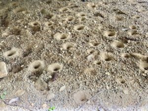 ウスバカゲロウの幼虫の住処：アリジゴクは縁の下の砂の中を生息地とする