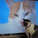 なぜ？猫がテレビの前に座るの理由とは？テレビを見る猫は全体の半数以上！