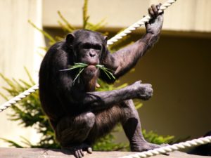 大型類人猿の平均寿命：チンパンジーは４０～６０歳、平均寿命は４０年