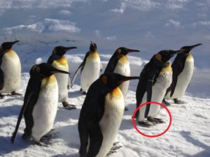 ペンギンは立ったまま卵を温める