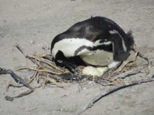 ペンギンが鳥類である理由：卵で生まれる