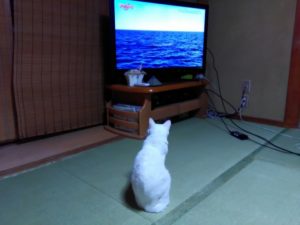 猫がテレビや映像を見る理由＋TVの見過ぎと目・脳への影響を解説！
