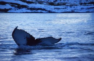 北極クジラ（ホッキョククジラ）の寿命は、１５０～２００年。最長２１１歳