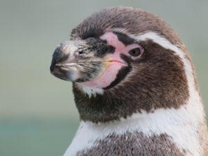 フンボルトペンギンとは他のペンギンと違いくちばし付近がピンク色