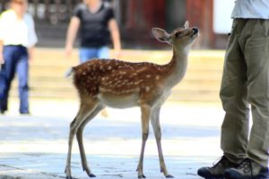 奈良公園の鹿の平均寿命：オスが１２～１５年、メスで２０～２５年