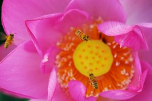 働きバチが一生で集める蜂蜜はスプーン１杯分