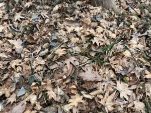 カブトムシの幼虫の住処：土の中、腐葉土