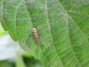 幼虫のてんとう虫の見分け方⇒益虫の幼虫＝普通のてんとう虫の幼虫