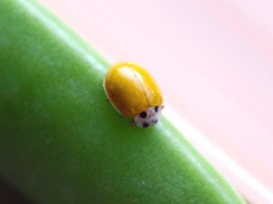 益虫のてんとう虫はキイロテントウ：特徴は体の色が黄色。菌を食べる