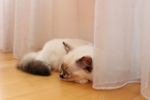 家猫が快適に感じる夏の部屋、マンション：カーテンをしめる