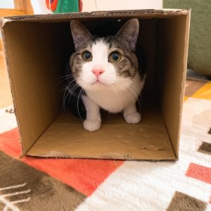 猫の雷対策：隠れ家を作る