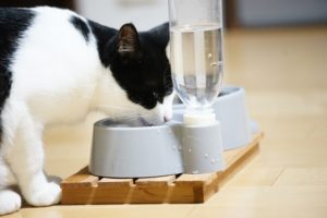 猫と夏の熱中症対策：清潔な水