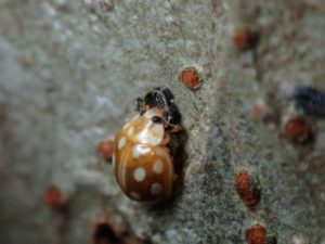 益虫のてんとう虫はムーアシロホシテントウ：特徴は茶色っぽい体に白い斑点。菌を食べる