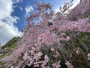 ＧＷのオススメの過ごし方：山桜を見る