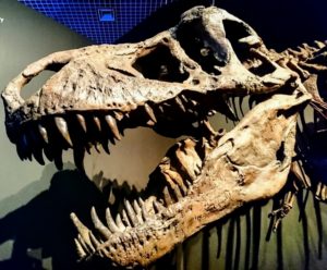 ゴビ砂漠は恐竜の化石の宝庫：１０ｍ以上の恐竜の化石がいっぱい