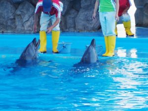 イルカは人を噛む：水族館やイルカショーで噛まれた事例