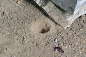 蟻地獄の住処と巣穴：アリジゴクは神社の境内の下や縁側の下のサラサラな土にいる