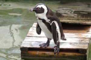 ペンギンの漢字と読み方：角布人鳥と書いてケープペンギンという読み方
