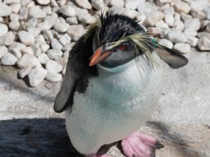 ペンギンの漢字と読み方：岩飛人鳥と書いてイワトビペンギンという読み方