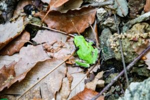 冬のカエルの様子と住処：落ち葉の下、土の中