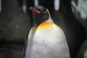 ペンギンの漢字と読み方：皇帝人鳥と書いてコウテイペンギンという読み方