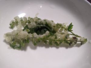 秋の天ぷらと旬の食材の変わり種⇒しその実の天ぷら